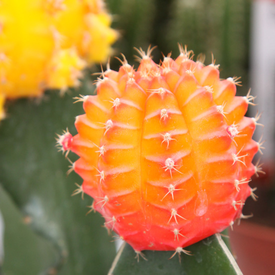 Moon-Cactus-1-orange