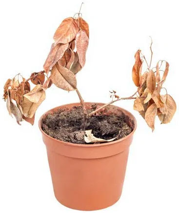 "Growing" Women Leaders dead plant